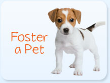 Foster a Pet